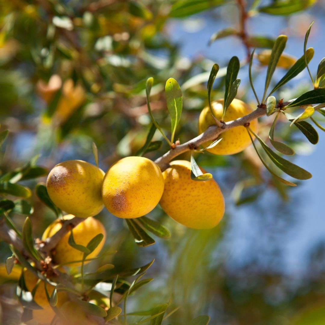 Argan fruits hanging from a branch with green leaves against a blurred blue sky background.
