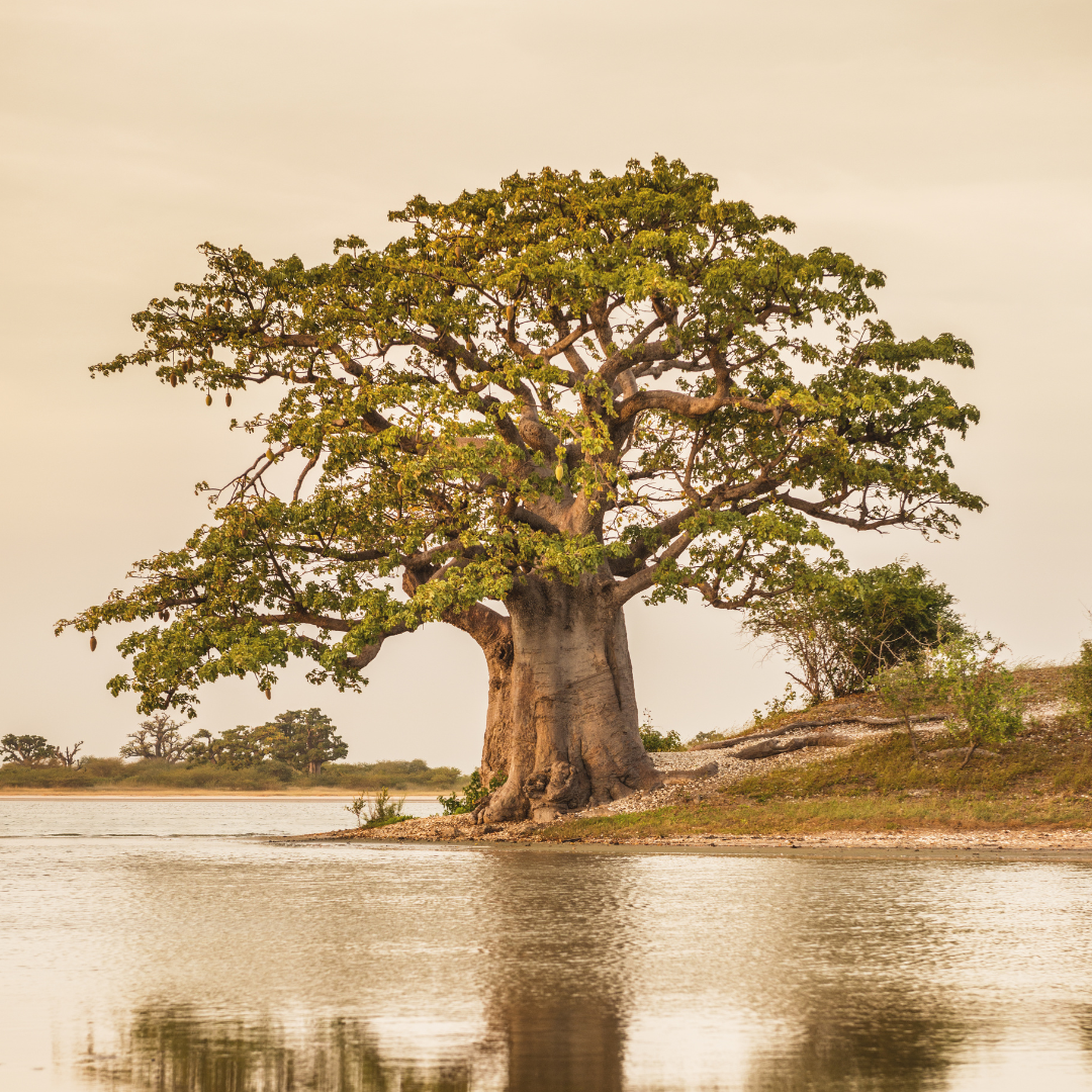 African Baobab near a river