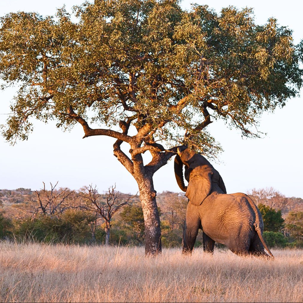 An African elephant standing in a grassy savanna landscape beside a Marula tree, reaching up toward the fruits.