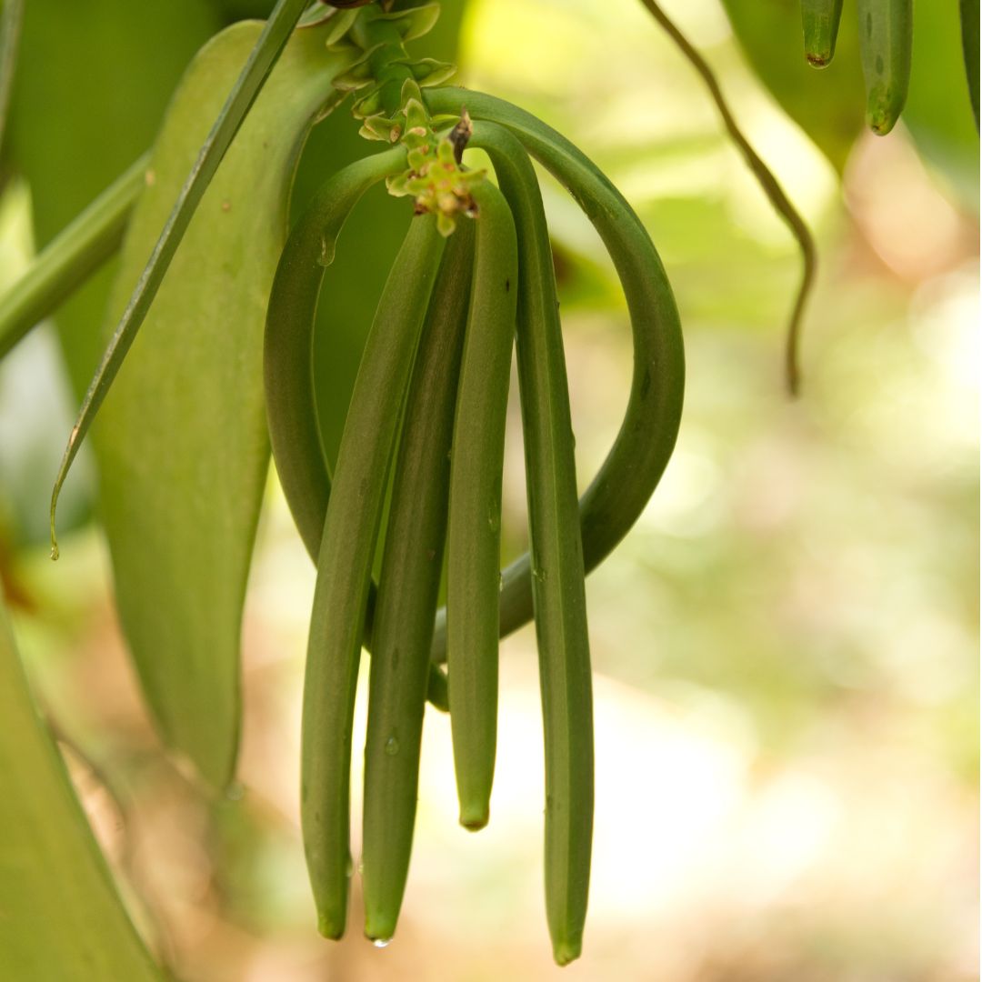 Close-up of a Zanzibar vanilla plant with long green pods hanging from the vine, with small yellow-green flowers. 