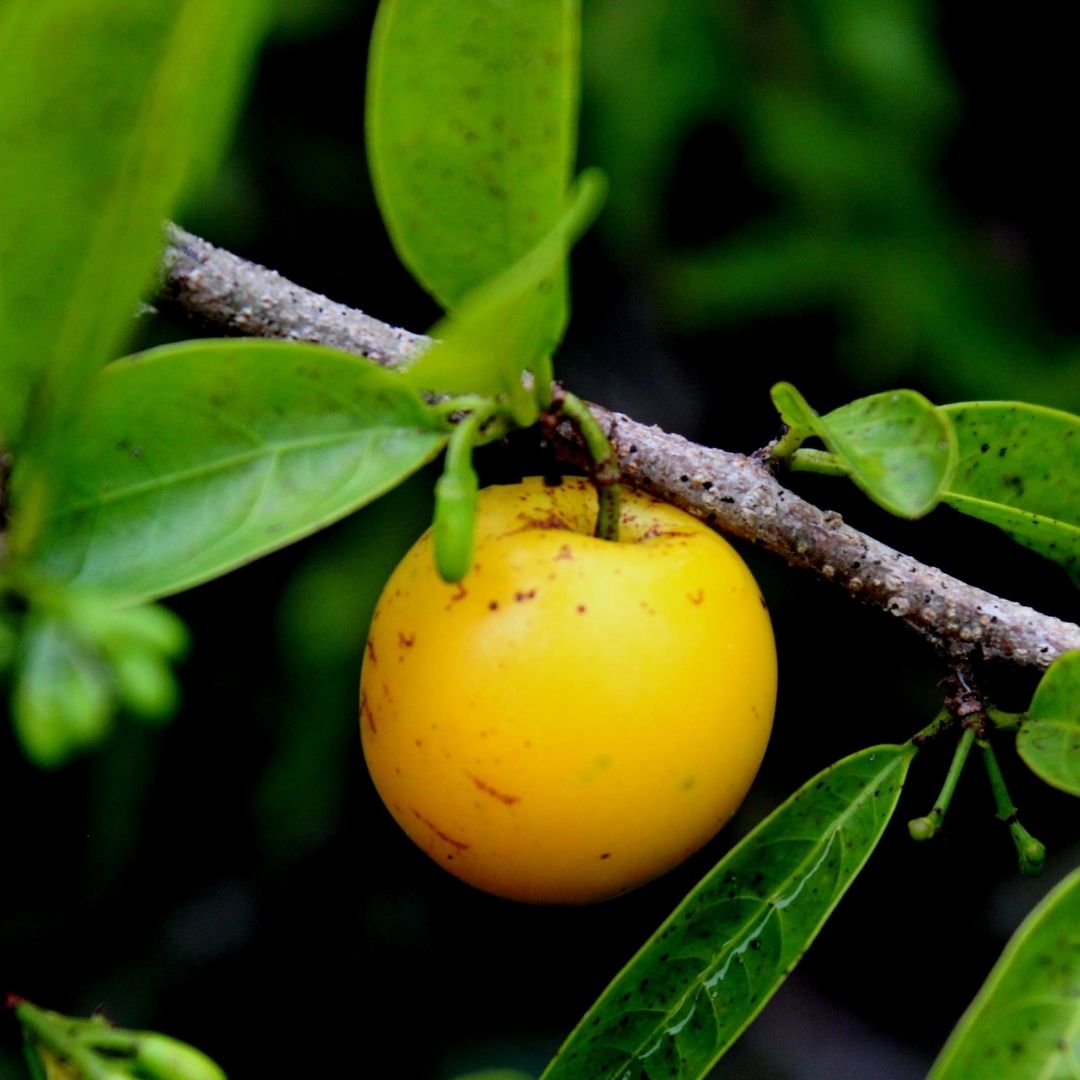A Ximenia fruit hanging from a tree branch, surrounded by green leaves against a dark, blurred background.